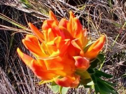 Liparia splendens subsp. comantha 